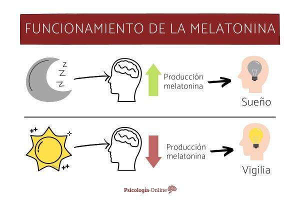 เมลาโทนินสำหรับการนอนหลับ: ปริมาณ ข้อห้าม และอาหาร - เมลาโทนินมีประโยชน์อย่างไร?