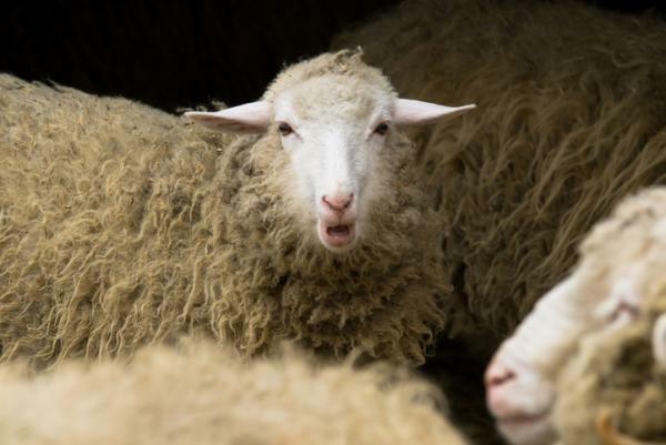 Čo to znamená snívať o ovciach - Čo to znamená snívať o ovciach, ktoré na mňa útočia