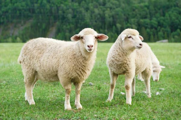 What does it mean to dream of sheep - Meaning of dreaming of white sheep