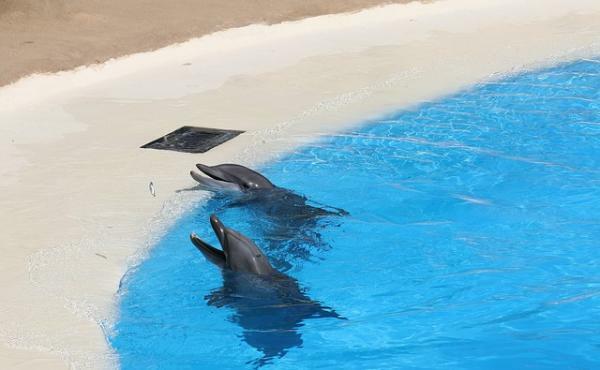 Какво означава да сънуваш делфини - Какво означава да сънуваш делфини в басейн