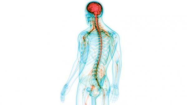 Autonómny nervový systém: čo to je, časti, funkcie a vlastnosti