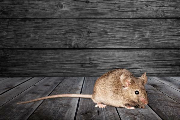PAURA dei topi o MUSOFOBIA: sintomi, cause e trattamento