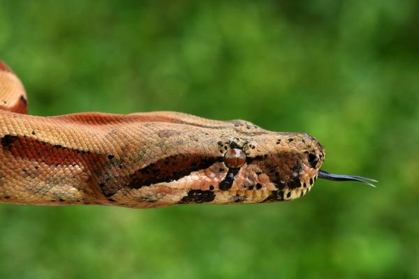 Ofidiofobie (strach z hadů): co to je, příznaky, příčiny a léčba