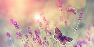 Wat betekent het vlindereffect in de psychologie?