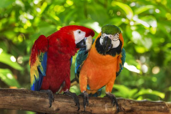 Що означає мріяти про птахів - Що означає мріяти про кольорових птахів