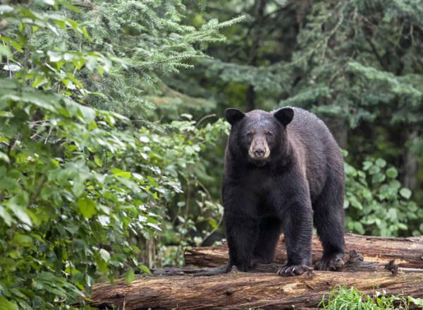 Wat betekent dromen over beren - Betekenis van dromen over zwarte beren