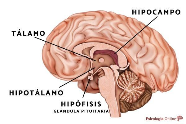 O que é o hipocampo e qual é sua função? - O que é o hipocampo