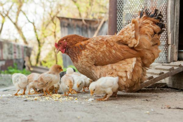 What does it mean to DREAM with HENS