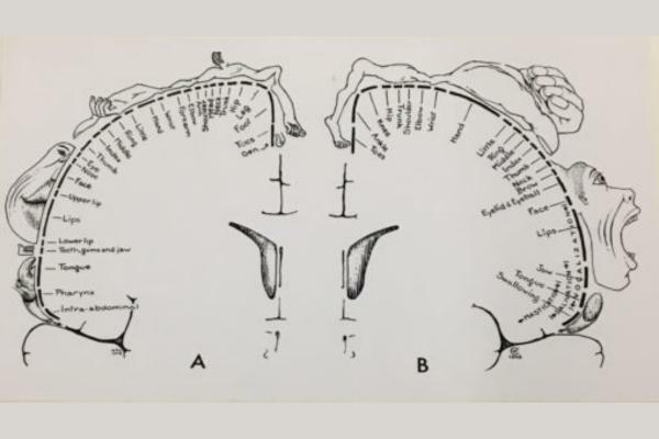 ประสาทสัมผัสและมอเตอร์ Penfield homunculus คืออะไร - หน้าที่ของ Penfield homunculus
