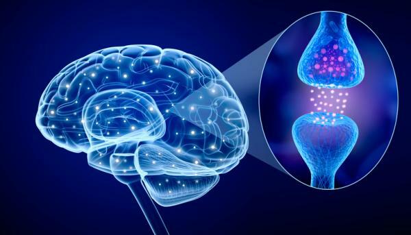 Nevronska sinapsa: kaj je, vrste in kako deluje