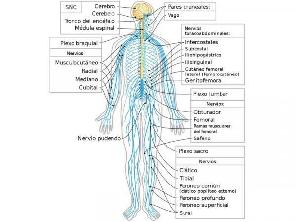 Somatic nervous system: what it is and what it does - What is the somatic nervous system