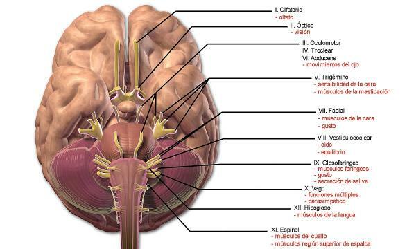 Peripheral nervous system: functions and parts - Peripheral nervous system: functions