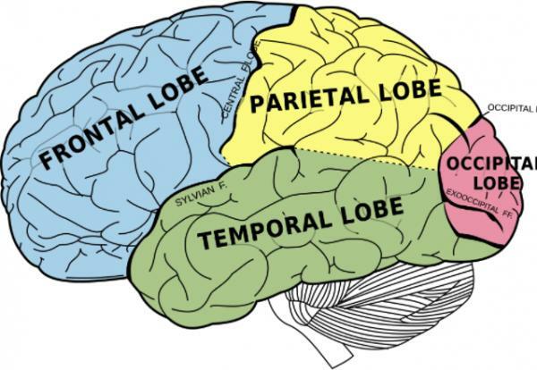 Hjernebarken: funksjoner og deler