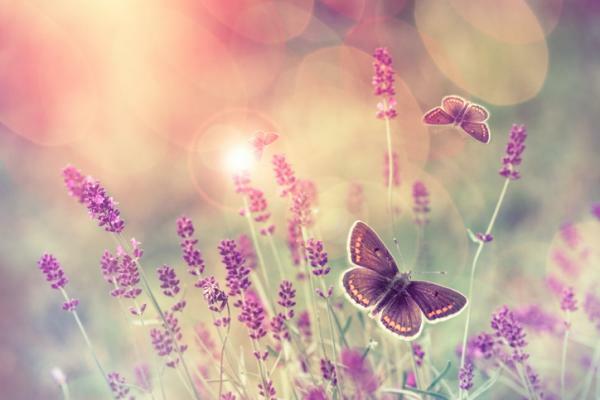 Hvad betyder sommerfugleffekten i psykologi?