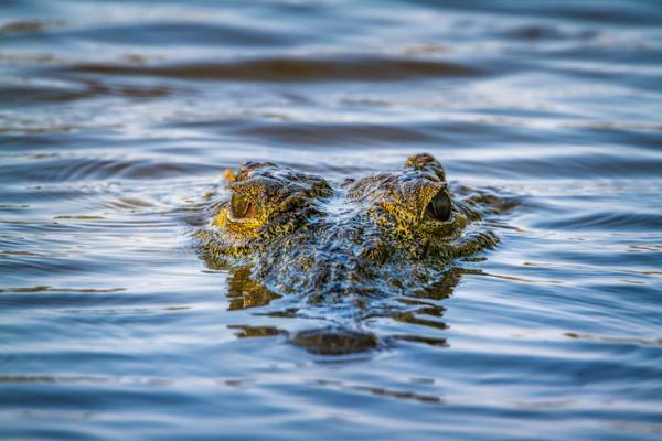 Wat betekent dromen over krokodillen