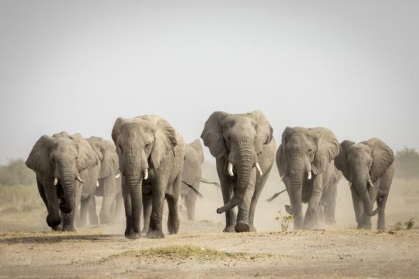 Какво означава да сънуваш слонове