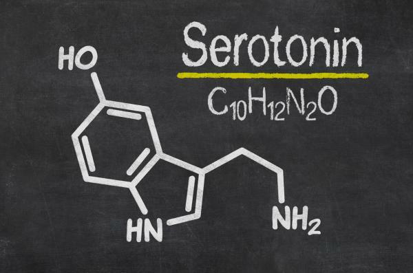 Sertraline: What It Is For, Positive Effects And Dosage - What Effect Does Sertraline Have On The Brain