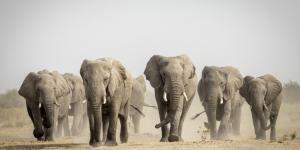What does it mean to dream of elephants