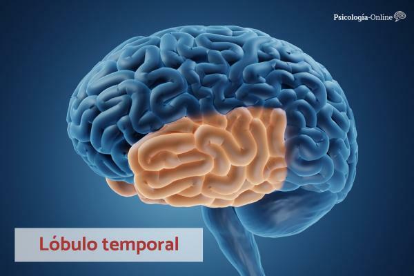 Temporālā daiva: funkcija, zonas, īpašības un traumas