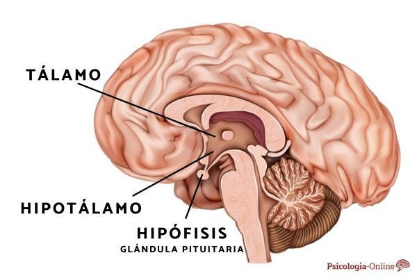 Care este funcția hipotalamusului: localizare, hormoni și boli