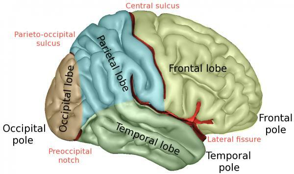 Мозъчна кора: функции и части - Какво представлява мозъчната кора или кора - определение и функция