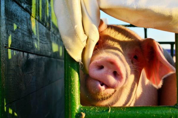 Wat betekent dromen over varkens - Wat betekent dromen over varkens die bijten?