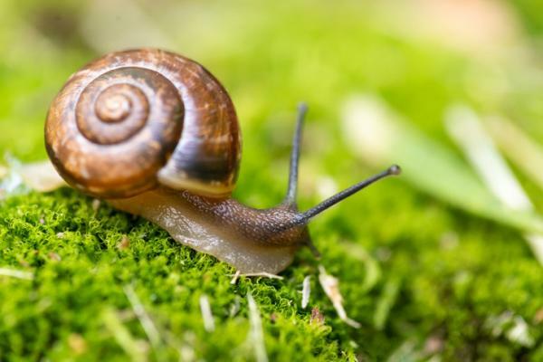 What does it mean to dream of snails