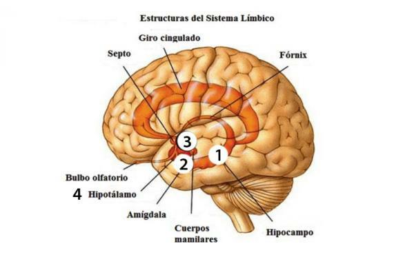 Sistemul limbic: părți, funcții și boli - Anatomia sistemului limbic: părți principale