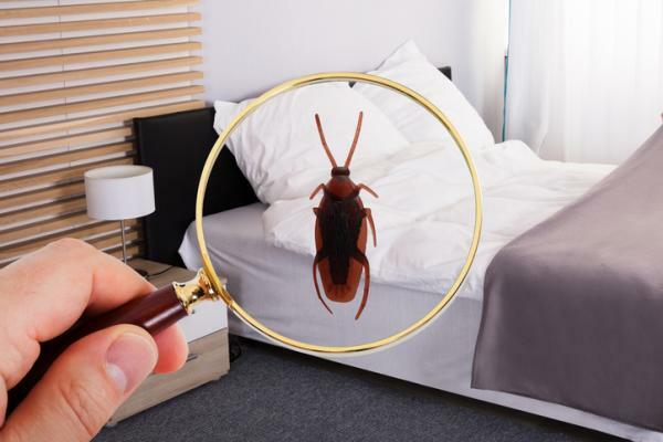 Co to znaczy marzyć o karaluchach
