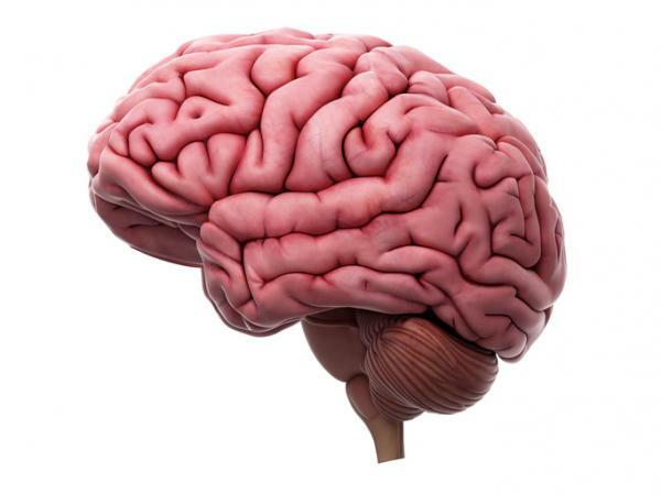 Jak funguje lidský mozek