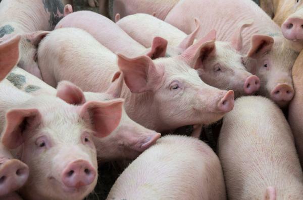 Wat betekent dromen over varkens