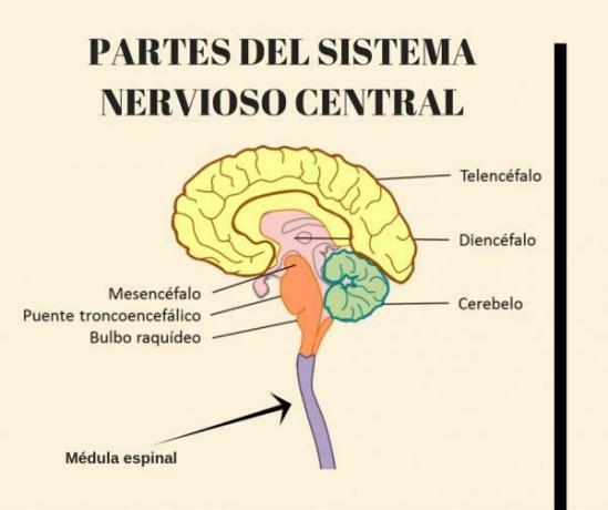 Central Nervous System: Functions and parts - Parts of the Central Nervous System