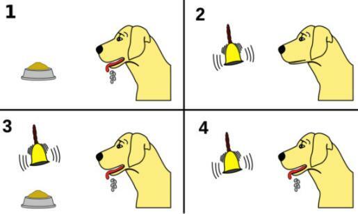 The classical conditioning process