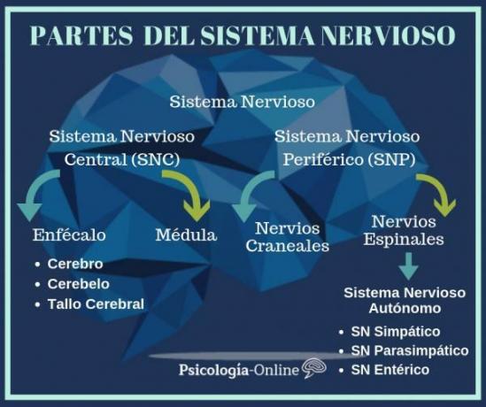 How does the nervous system work