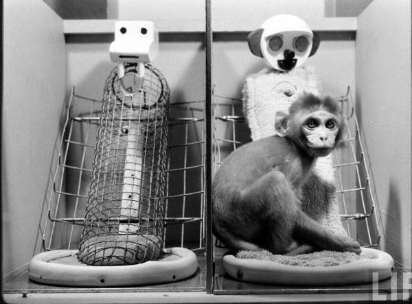 Interessante psykologiske eksperimenter - Harlows Macaque Attachment Experiment