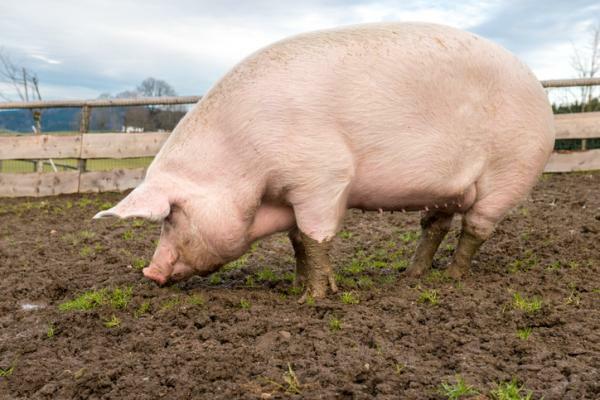 Wat betekent dromen over varkens - Wat betekent dromen over grote varkens