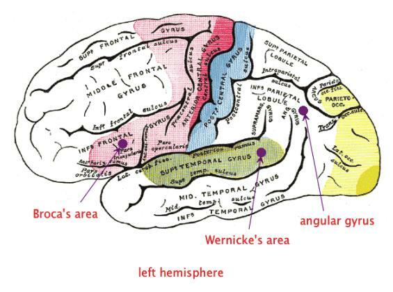 Cerebral cortex: funktioner och delar - Språk och cerebral cortex
