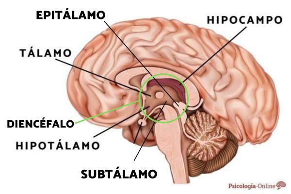 Epithalamus: hva det er, deler og funksjoner