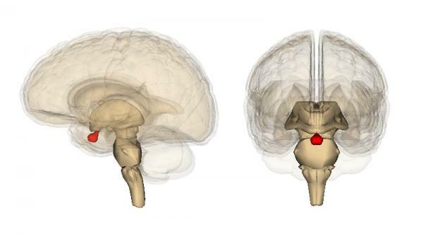 Czym jest przysadka mózgowa i jej funkcja?