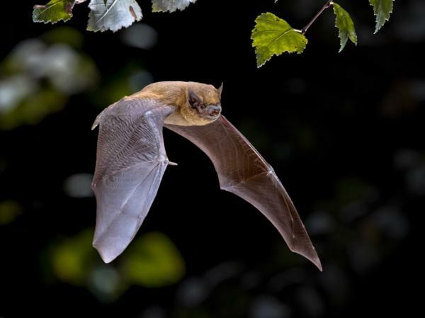 What does it mean to DREAM with BATS