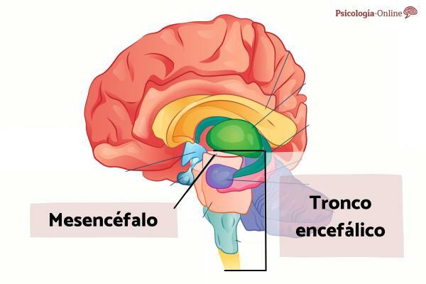 Midhjernen: hvad det er, dele og funktioner - Placering af mellemhjernen