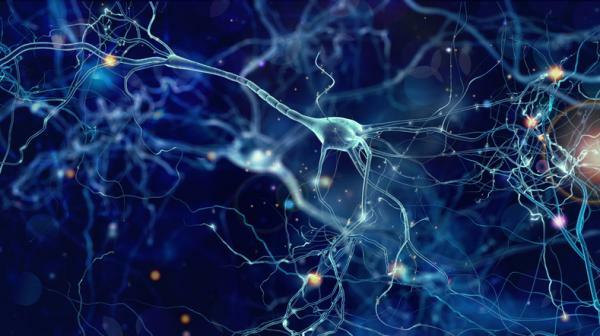 Co jsou MIRROR NEURONS a jaká je jejich funkce