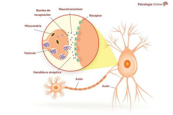 Čo sú neurotransmitery