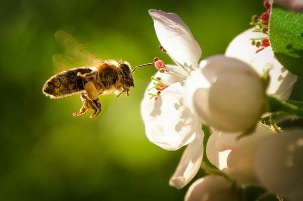 Vad betyder det att drömma med bin