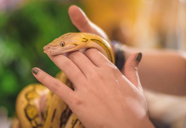 Co znamená snění s hady?