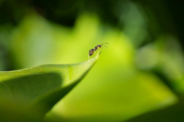 Шта значи сањати о мравима