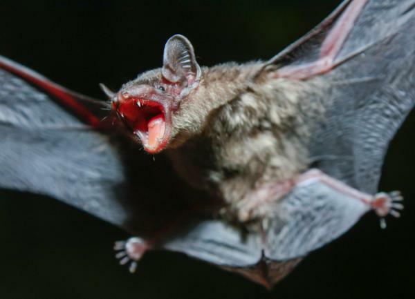 What does it mean to dream about bats - What does it mean to dream about bats that attack you