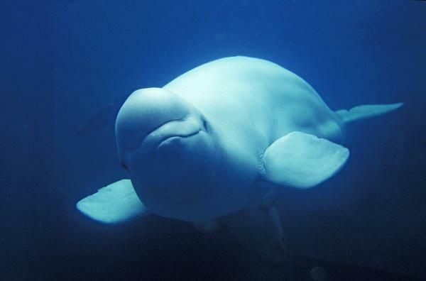 Co to znamená snít o velrybách - Co to znamená snít o bílých velrybách