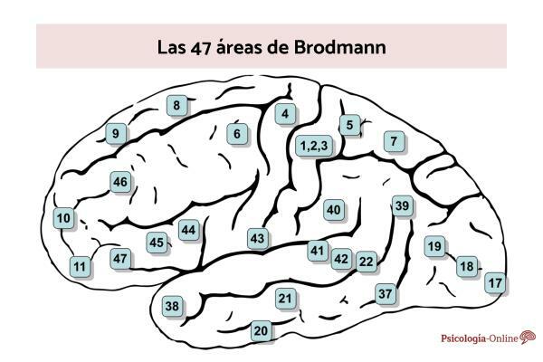 Brodmann's 47 areas: names and functions