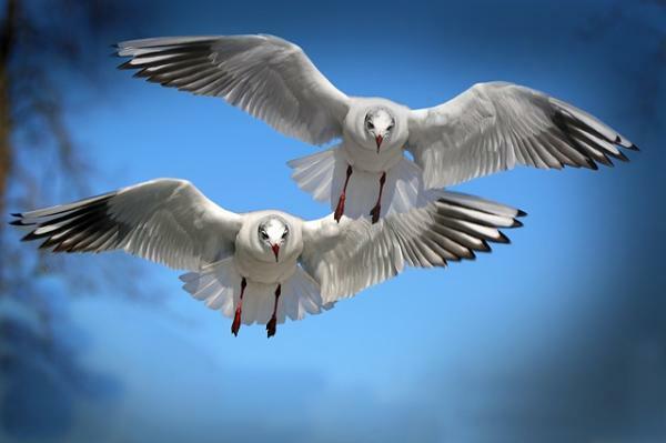 Ornithophobia (frygt for fugle): hvad er det, årsager, symptomer og behandling